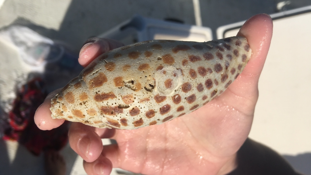 Everything to Know About the Junonia Shell » Sand Dollar Shelling