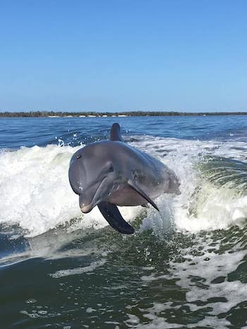 Marco Island Shelling, Dolphin, and Fishing Tours » (239) 301-8913