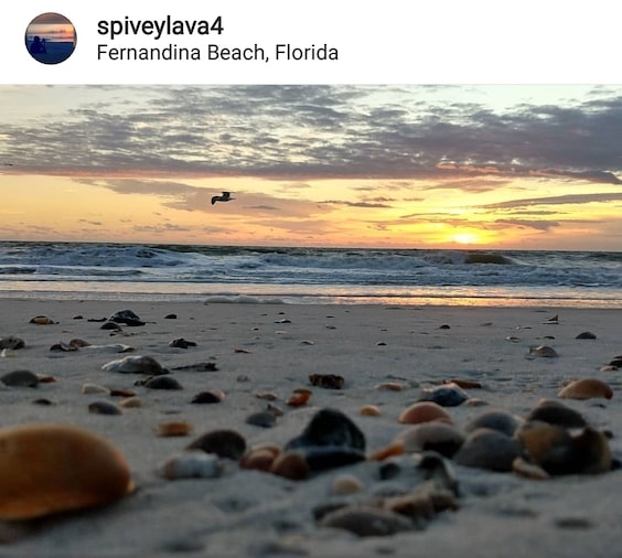 10 Best Shelling Beaches in Florida » Sand Dollar Shelling ...