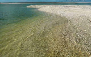 Ten Thousand Islands is one of the best shelling beaches in Florida.