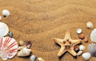 best time to find seashells