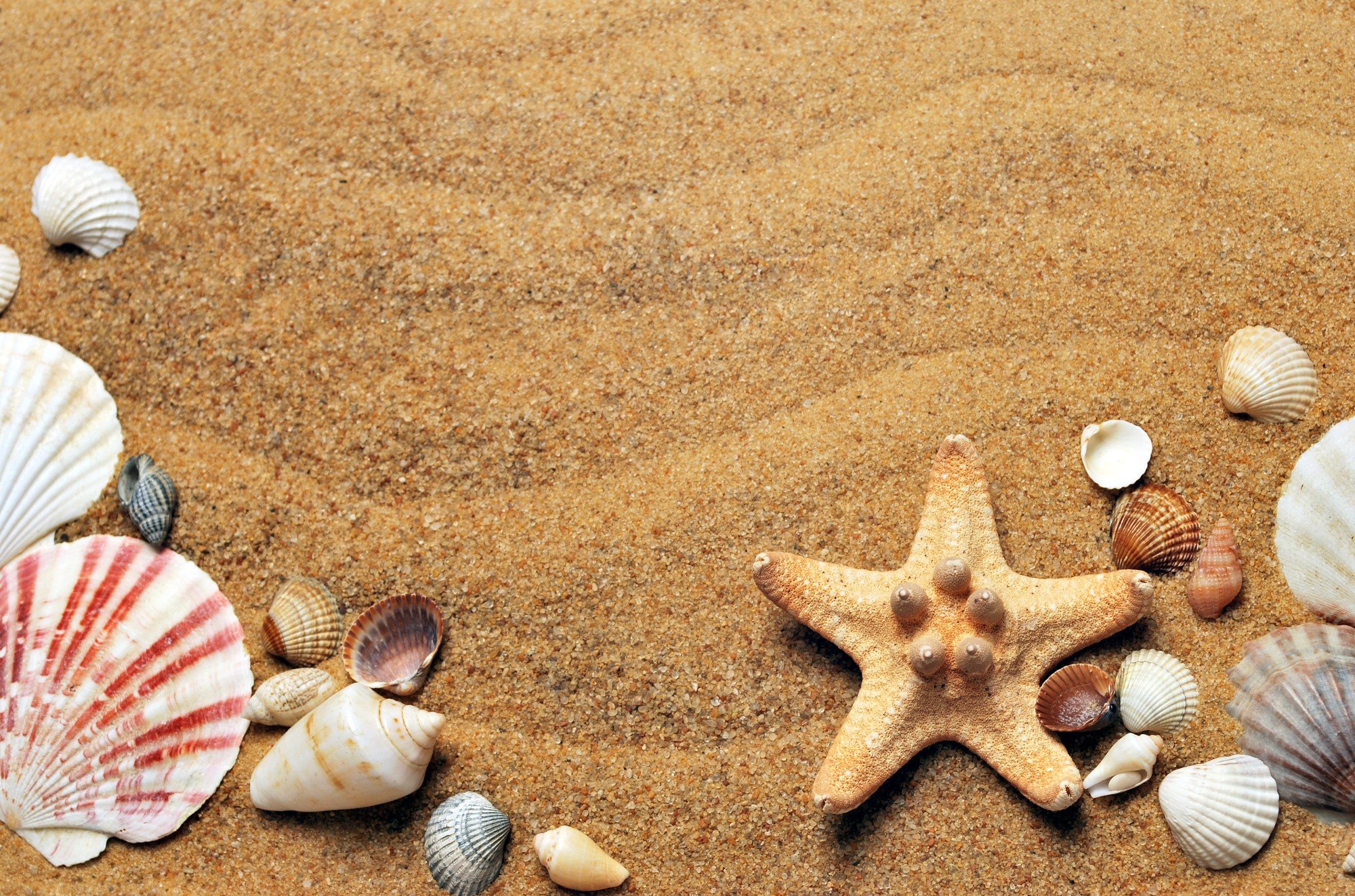 When is the Best Time to Find Seashells in Florida? Shelling Tips