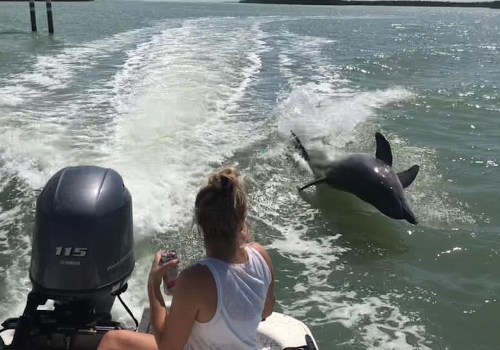 Dolphin Jumping Behind Our Guest