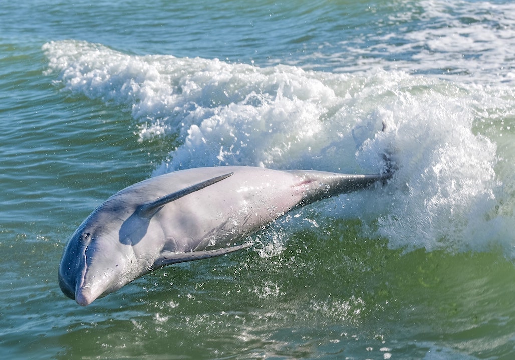 Dolphin Playing in Marco Island
