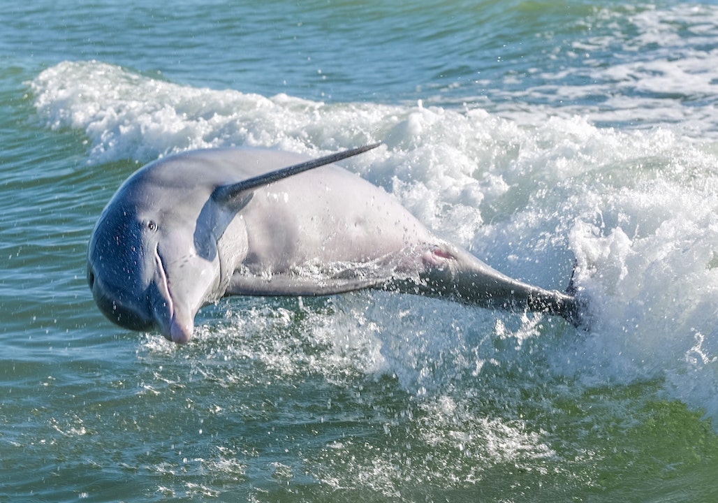 Marco Island Dolphin Tours