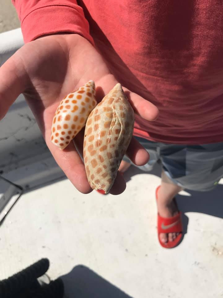 Two Junonia Shells From Marco Island FL
