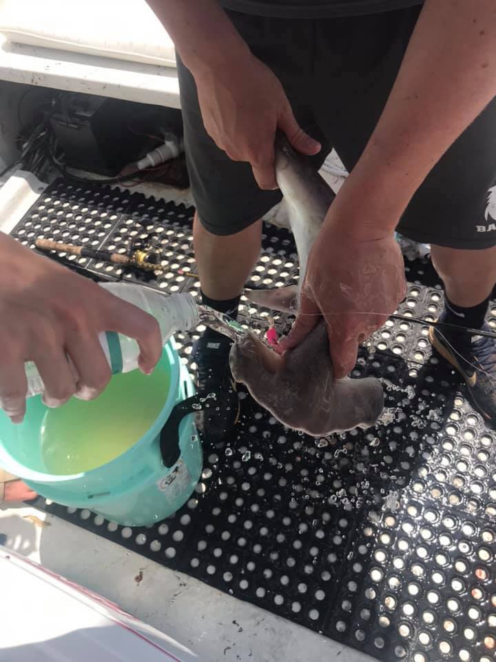 Watering Off Shark on Marco Island