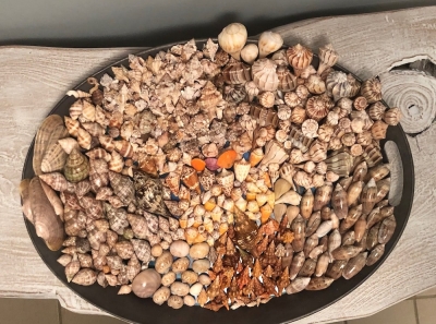 shelling seashell professionally guided naples