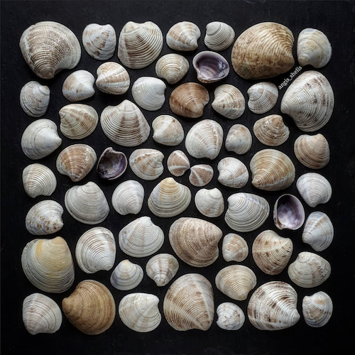 Types of Shells In Florida: Seashell Identification Guide » (239) 301-8913