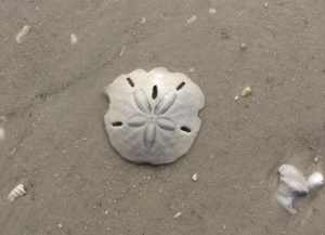 Everything You Need to Know About the Sand Dollar
