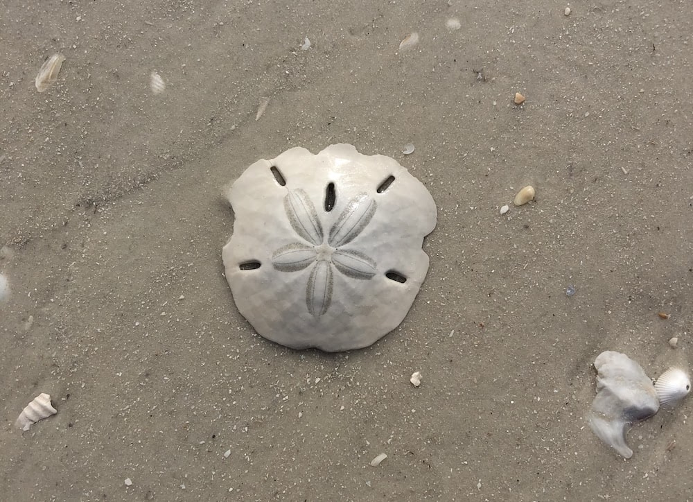 Live Sand Dollars