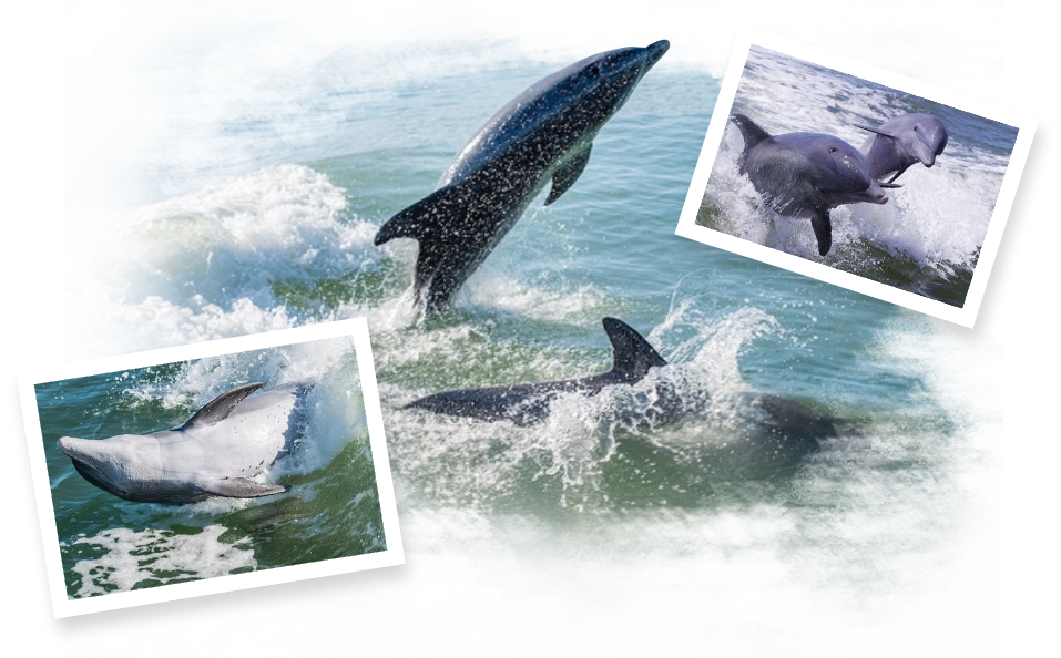 dolphin tour naples